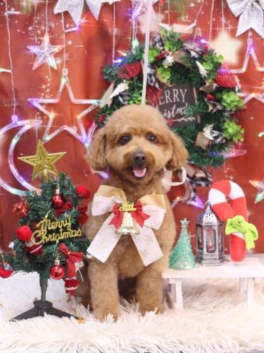 20231229チョコちゃん